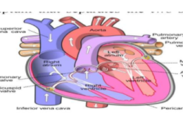 4. The human heart is a muscular organ made up of cardiac muscles. It is a four- chambered organ to prevent intermixing of oxygenated and de-oxygenated blood. A thick wall muscle called septum that separates the two sides left and right of the heart. Look at the picture